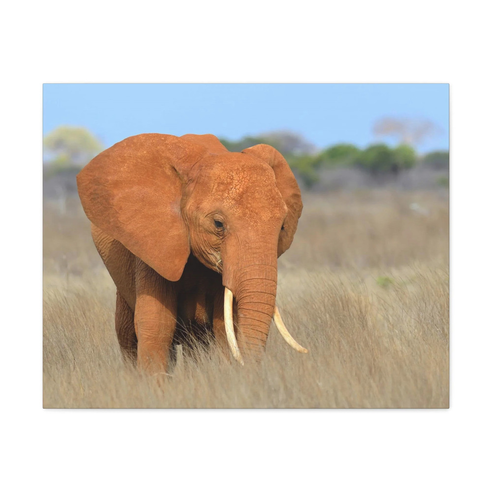 Majestic African Elephant on Grassland Outdoor Wall Art Ready To Hang Unframed